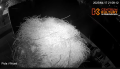 2025-04-17 21_16_18-Pola i Wicek - Bociany z Polkowic Live Stream - YouTube - Maxthon.png