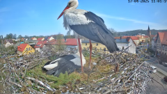 2025-04-17 21_46_55-Bociany Białe Polanów - gniazdo na żywo Sezon 2025 _ Pollnow White Stork - nest .png