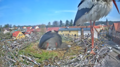 2025-04-17 21_47_27-Bociany Białe Polanów - gniazdo na żywo Sezon 2025 _ Pollnow White Stork - nest .png