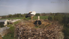 2025-04-17 21_53_09-Bociany - Raszków - YouTube - Maxthon.png