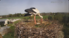 2025-04-17 22_30_28-Bociany - Raszków - YouTube - Maxthon.png
