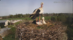 2025-04-17 22_31_24-Bociany - Raszków - YouTube - Maxthon.png