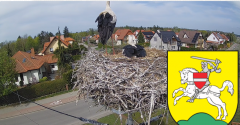 2025-04-18 14_25_32-BOCIANY kamera na żywo z gniazda w Pasłęku - Maxthon.png