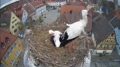 IMG_6605.jpeg
