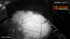 2025-04-18 20_27_30-Pola i Wicek - Bociany z Polkowic Live Stream - YouTube - Maxthon.png