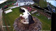 2025-04-18 14_31_54-GNIAZDO BOCIANIE PRZY OSP ŻELECHÓW - YouTube - Maxthon.png