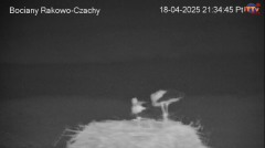 2025-04-18 21_35_18-Bocian LIVE E.1 - Polskie Towarzystwo Ochrony Ptaków - Maxthon.png