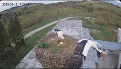 2025-04-18 22_12_47-[stimotion.pl] Bociany w Rzepedzi - YouTube - Maxthon.png