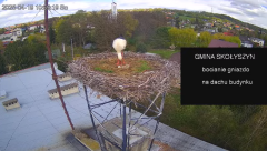 2025-04-19 11_00_03-[stimotion.pl] Bociany w Skołyszynie - YouTube – Brave.png