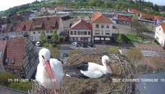 IMG_6775.jpeg