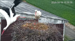 2025-04-19 20_32_04-Bociany - Lewków - YouTube - Maxthon.png