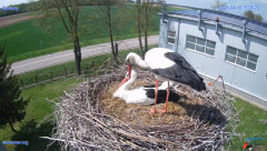 2025-04-19 21_54_53-#Gniazdo #Bocian #nażywo #nature #kamera #Zambrow #WhiteStork #nest #ptaki #pola.png