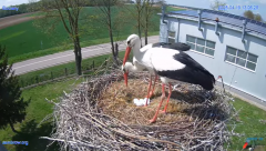 2025-04-19 21_55_01-#Gniazdo #Bocian #nażywo #nature #kamera #Zambrow #WhiteStork #nest #ptaki #pola.png