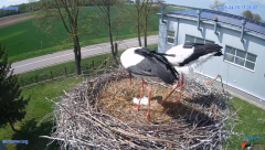 2025-04-19 21_55_15-#Gniazdo #Bocian #nażywo #nature #kamera #Zambrow #WhiteStork #nest #ptaki #pola.png