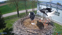 2025-04-19 21_55_28-#Gniazdo #Bocian #nażywo #nature #kamera #Zambrow #WhiteStork #nest #ptaki #pola.png