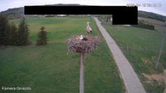 2025-04-19 22_09_34-Bociany Żabno - YouTube – Brave.png