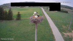2025-04-19 22_10_17-Bociany Żabno - YouTube – Brave.png