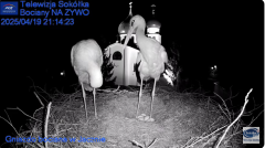 2025-04-19 22_14_43-Gniazdo Bocianie - Telewizja Sokółka [NA ŻYWO] _ IP Camera_ Stork's nest [LIVE] .png