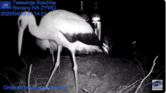 2025-04-19 22_14_59-Gniazdo Bocianie - Telewizja Sokółka [NA ŻYWO] _ IP Camera_ Stork's nest [LIVE] .png