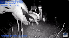2025-04-19 22_15_11-Gniazdo Bocianie - Telewizja Sokółka [NA ŻYWO] _ IP Camera_ Stork's nest [LIVE] .png