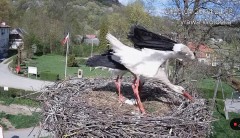 IMG_2962.jpeg