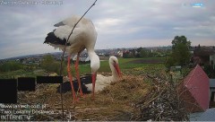 IMG_8081.jpeg