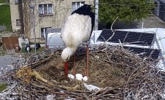 IMG_8125.jpeg