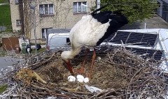 IMG_8127.jpeg