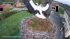 Jadzia zaatakowana przez agresora (vide filmik Terki powyżej tego posta
