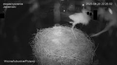 20-04'25 Wicina 22'25'02 Młody atakuje próbującą lądować w gnieździe samicę.png