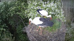 IMG_8619.jpeg