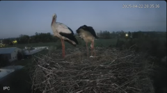 2025-04-22 22_30_43-Bociany - Raszków - YouTube - Maxthon.png