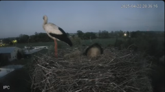 2025-04-22 22_31_23-Bociany - Raszków - YouTube - Maxthon.png
