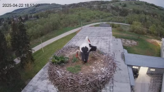 2025-04-22 22_56_55-[stimotion.pl] Bociany w Rzepedzi - YouTube - Maxthon.png