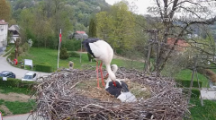 2025-04-22 23_04_52-Tyrawa Wołoska - gniazdo bocianie - YouTube - Maxthon.png