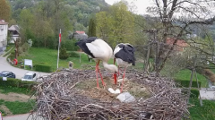 2025-04-22 23_05_00-Tyrawa Wołoska - gniazdo bocianie - YouTube - Maxthon.png
