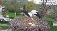 2025-04-22 23_05_07-Tyrawa Wołoska - gniazdo bocianie - YouTube - Maxthon.png