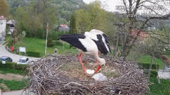 2025-04-22 23_05_31-Tyrawa Wołoska - gniazdo bocianie - YouTube - Maxthon.png