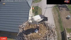 IMG_8781.jpeg