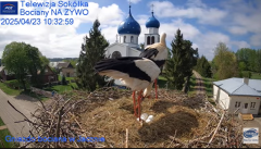2025-04-23 20_22_12-Gniazdo Bocianie - Telewizja Sokółka [NA ŻYWO] _ IP Camera_ Stork's nest [LIVE] .png
