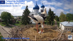 2025-04-23 20_22_43-Gniazdo Bocianie - Telewizja Sokółka [NA ŻYWO] _ IP Camera_ Stork's nest [LIVE] .png