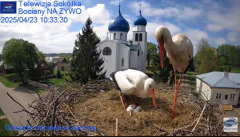 2025-04-23 20_23_02-Gniazdo Bocianie - Telewizja Sokółka [NA ŻYWO] _ IP Camera_ Stork's nest [LIVE] .png