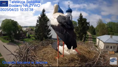2025-04-23 20_23_10-Gniazdo Bocianie - Telewizja Sokółka [NA ŻYWO] _ IP Camera_ Stork's nest [LIVE] .png