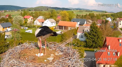 2025-04-23 21_04_19-Gniazdo bocianie _Kostek i Rika_ - Podkarpacie Kostarowce - YouTube - Maxthon.png