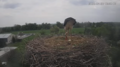 2025-04-23 21_51_41-Bociany - Raszków - YouTube - Maxthon.png