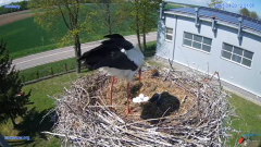 2025-04-23 22_05_12-#Gniazdo #Bocian #nażywo #nature #kamera #Zambrow #WhiteStork #nest #ptaki #pola.png