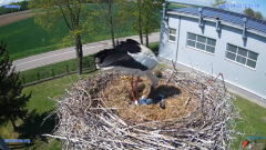 2025-04-23 22_05_22-#Gniazdo #Bocian #nażywo #nature #kamera #Zambrow #WhiteStork #nest #ptaki #pola.png