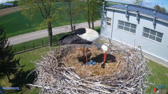 2025-04-23 22_05_34-#Gniazdo #Bocian #nażywo #nature #kamera #Zambrow #WhiteStork #nest #ptaki #pola.png