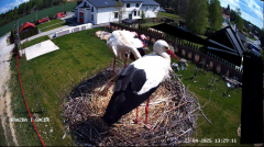 2025-04-23 22_10_58-GNIAZDO BOCIANIE PRZY OSP ŻELECHÓW - YouTube - Maxthon.png