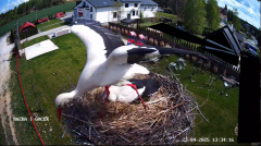 2025-04-23 22_11_55-GNIAZDO BOCIANIE PRZY OSP ŻELECHÓW - YouTube - Maxthon.png